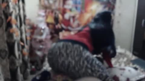 hugeassdevil online show from January 2025 05:42:01 PM