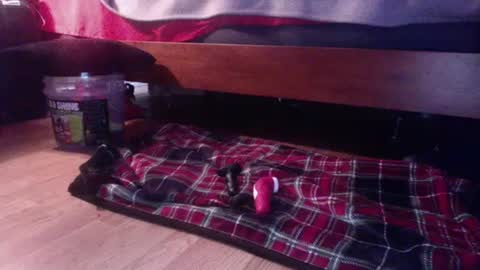 hungryforpussy1234567890 online show from February 2025 11:58:02 PM