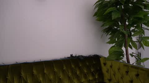 Snapshot of icedanielles chatting on January 2025 06:33:02 PM Danielle online show from January 2025 06:33:02 PM