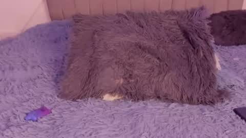 im tiffany  online show from March 2026 04:19:01 AM