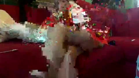 INMIRREY online show from May 2026 08:41:01 AM