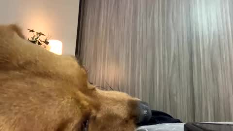 Snapshot of isabelprietoo chatting on October 2025 01:47:01 AM Isa online show from October 2025 01:47:01 AM