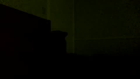 Snapshot of jamacianmehorny chatting on February 2025 11:54:01 PM Jamacian online show from February 2025 11:54:01 PM