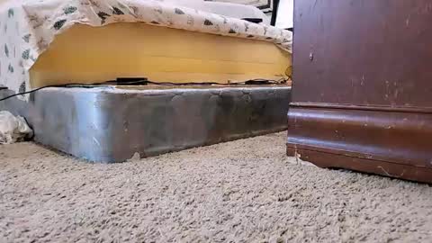 Bootyshows online show from September 2025 12:26:01 PM