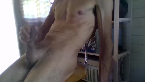 janzibor online show from May 2026 02:02:02 PM