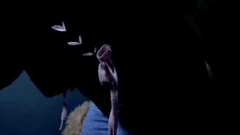 Jasmine online show from April 2026 05:14:02 AM