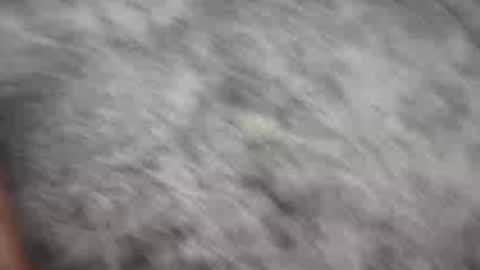 Johnny online show from December 2024 01:58:02 AM