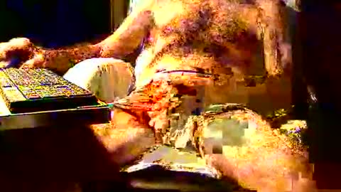 Snapshot of joystik4u60 chatting on November 2025 01:35:02 PM joystik4u60 online show from November 2025 01:35:02 PM