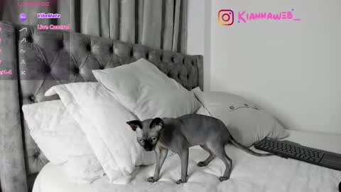 Snapshot of kiianna__ chatting on February 2025 03:48:01 AM INSTAGRAM Kiannaweb online show from February 2025 03:48:01 AM