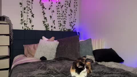 Snapshot of kisskatie chatting on December 2024 11:12:01 AM Kaitie online show from December 2024 11:12:01 AM