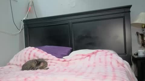 kittykat 1999 online show from February 2026 05:06:02 AM