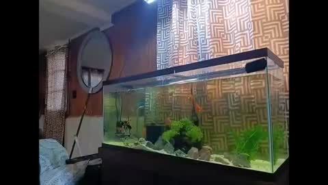 LOUiViLAN online show from December 2024 02:40:02 PM