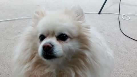 Snapshot of laceyphoenix1 chatting on March 2025 03:11:01 AM Lacey Phoenix online show from March 2025 03:11:01 AM