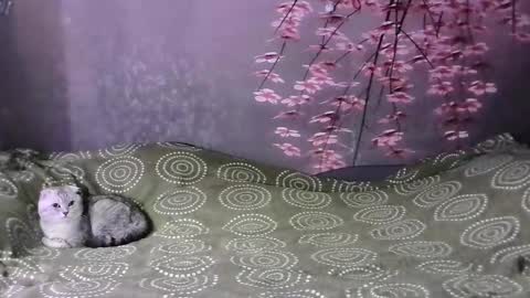 lamarsitoo online show from February 2025 02:11:02 AM