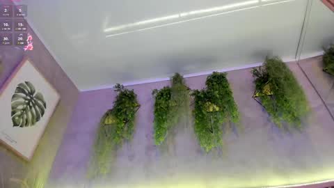 lana_lann online show from February 2025 01:38:02 PM