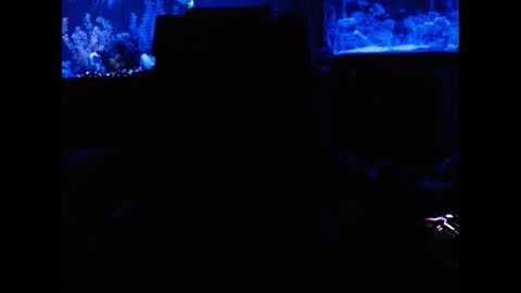 latinlover513 online show from February 2025 06:58:02 AM