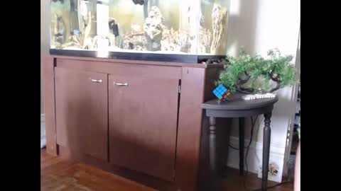 latinlover513 online show from March 2025 06:08:02 PM