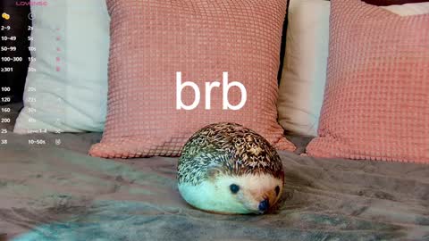 Leslie online show from December 2024 08:35:01 AM