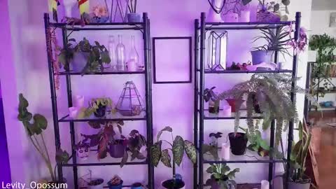 Levity online show from November 2025 11:07:02 PM