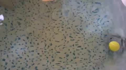 Snapshot of lovelyladyflaccid chatting on May 2026 10:29:02 PM lovelyladyflaccid online show from May 2026 10:29:02 PM