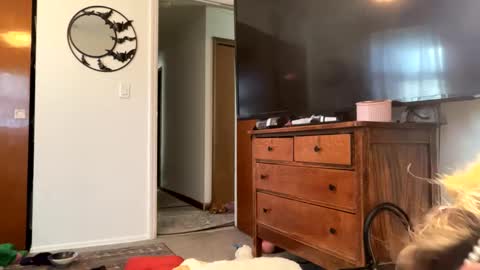 Snapshot of maroon_moon chatting on February 2025 04:09:02 PM maroon_moon online show from February 2025 04:09:02 PM