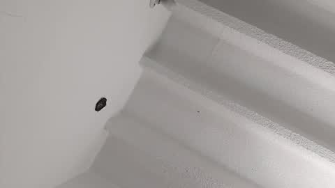 Miki online show from January 2025 04:22:02 PM