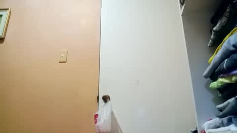 Im Ping online show from October 2025 10:43:02 PM