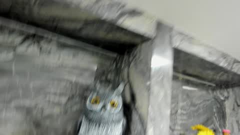 Danika online show from October 2025 11:05:02 AM