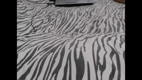 Molly And Brad online show from December 2024 03:09:01 AM