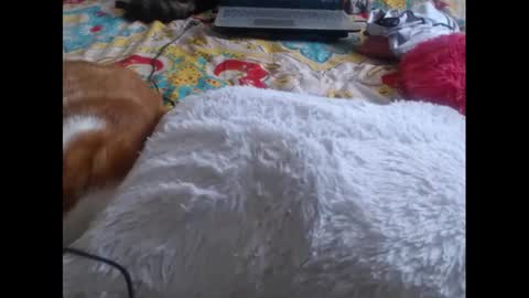 Molly And Brad online show from February 2025 09:29:01 PM