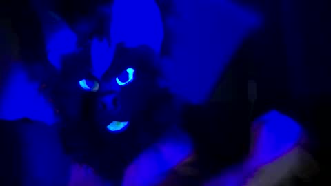 n33ds2br33d online show from October 2025 03:07:01 AM