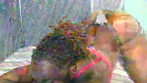 Naughty is my name online show from January 2025 05:40:01 PM