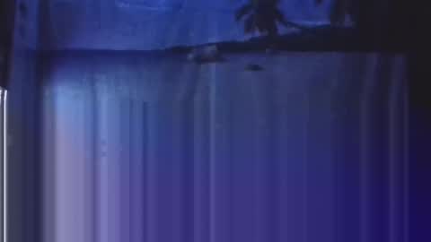 OHB Old Horny Bastard online show from January 2025 03:37:01 AM