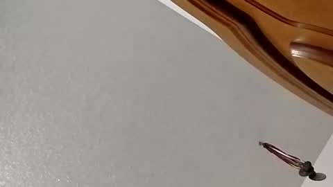 nightnightlol online show from February 2025 03:08:01 PM