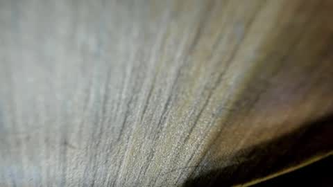 Niick online show from March 2026 02:15:01 AM