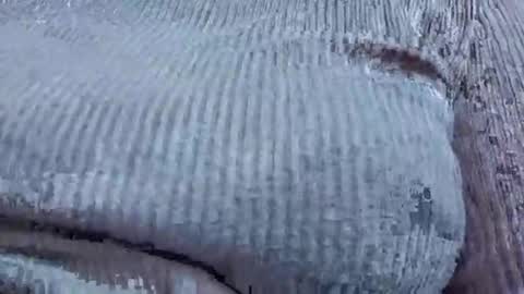 nora_roy246 online show from January 2026 02:58:01 AM