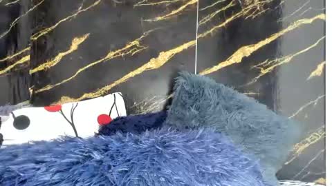 Snapshot of obregon_boyx18 chatting on June 2026 11:06:01 PM obregon_boyx18 online show from June 2026 11:06:01 PM