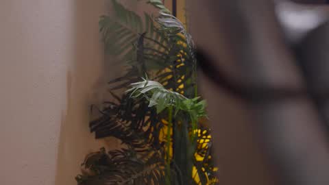 Patricia online show from December 2025 06:02:01 PM