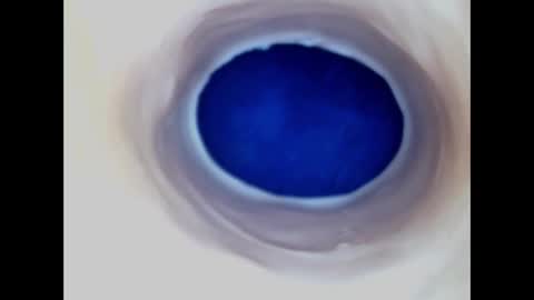 Paula 18 Aninhos online show from March 2026 06:29:02 AM