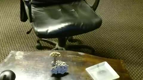 Snapshot of punkypapi chatting on October 2025 09:27:02 PM Jojo online show from October 2025 09:27:02 PM