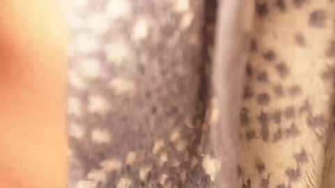 Rami online show from February 2025 04:42:02 AM