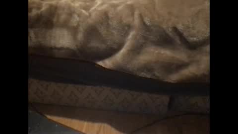 Redfox online show from January 2026 05:38:02 PM