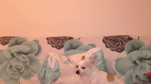 riri_mojo_92 online show from November 2025 10:32:01 PM