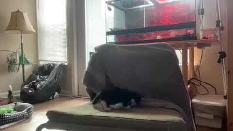 Snapshot of sabrosocockcarnesandwich chatting on October 2025 02:59:02 PM sabrosocockcarnesandwich online show from October 2025 02:59:02 PM