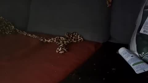 Julian Kinky Bi-guy online show from March 2026 09:53:01 AM