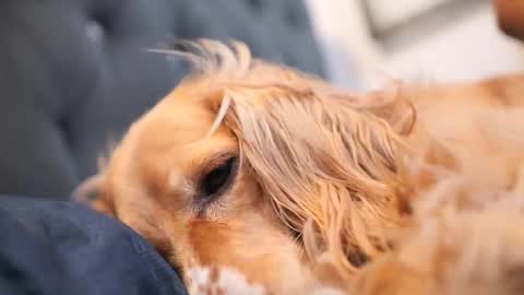 Snapshot of senssual_goddess chatting on October 2025 04:37:01 PM senssual_goddess online show from October 2025 04:37:01 PM