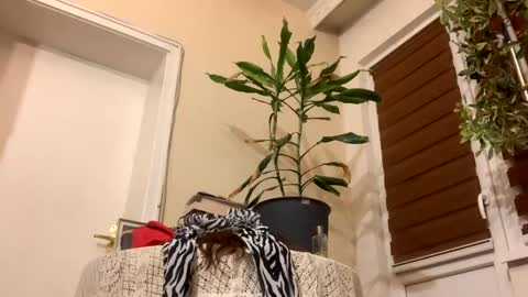 Snapshot of sexysexydream chatting on January 2025 08:17:01 PM Anya online show from January 2025 08:17:01 PM