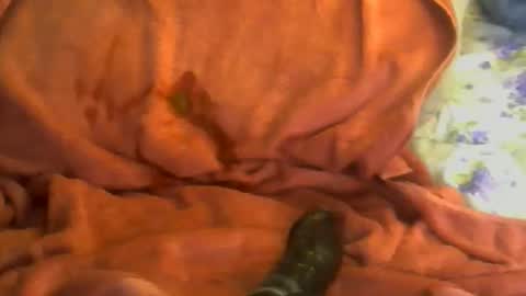 sherbearxrayghost online show from April 2026 03:23:01 PM