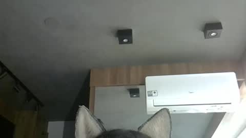 skinnykittencam online show from November 2025 06:31:02 PM