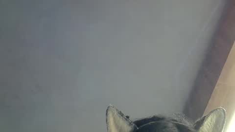 skinnykittencam online show from March 2026 09:48:02 AM